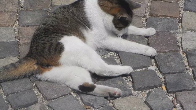 Кот, ящерица и почетный караул смотреть онлайн