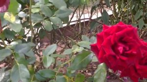 Роза чайно-гибридная сорт  Фридом(Freedom).Видео обзор сорта