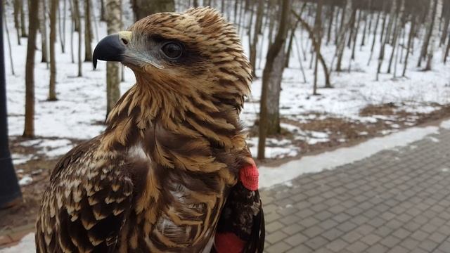 Выноска черного коршуна - 1 день [Fed Happy Black Kite] смотреть онлайн