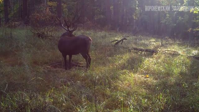 Гон у благородных оленей! смотреть онлайн
