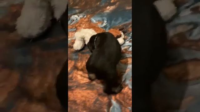 Щенок Цвергшнауцера окрас черный с серебром мальчик зеленый ошейник. смотреть онлайн