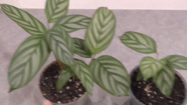 Ктенанта. Ктенанта оппенгейма. Комнатные растения. Растения почтой. Красивые растения. Цветы. смотреть онлайн