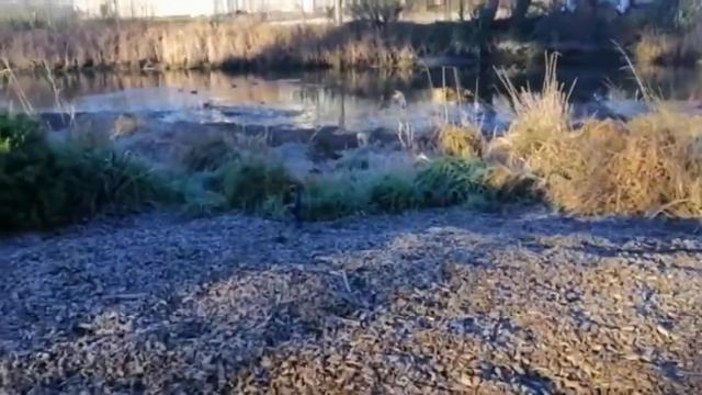 Bull Terrier: Recall Training with Levi смотреть онлайн