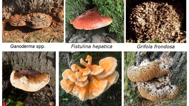 Observatree Decay fungi webinar 12/03/19 смотреть онлайн