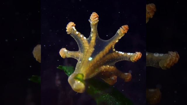 Ставромедузы смотреть онлайн