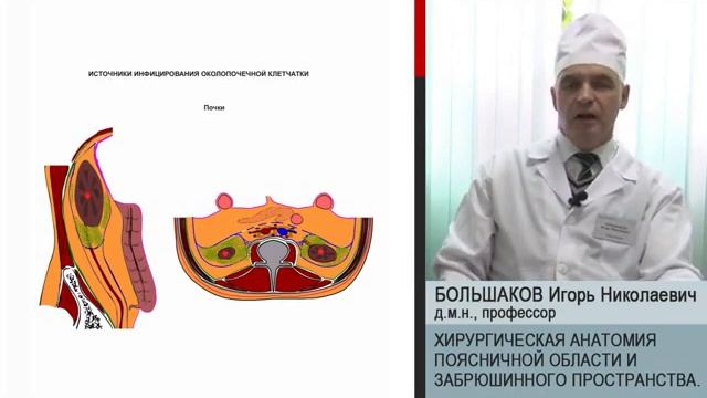 Лекция. Хирургическая анатомия поясничной области и забрюшинного пространства Большаков смотреть онлайн