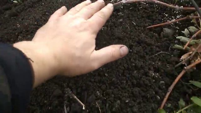 ОСЕННЯЯ ОБРАБОТКА ОТ МЫШЕЙ смотреть онлайн