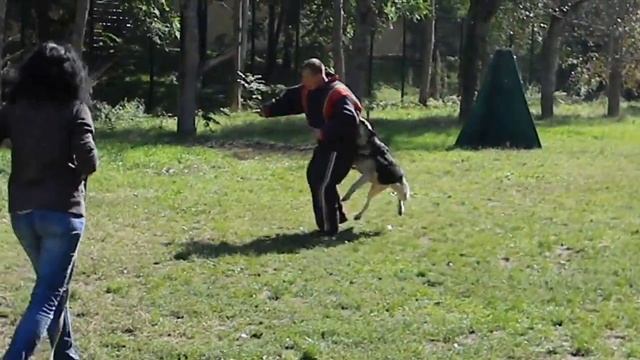Вео Алия (Вео Виват Шахиня). Борьба с фигурантом. Давление на собаку смотреть онлайн