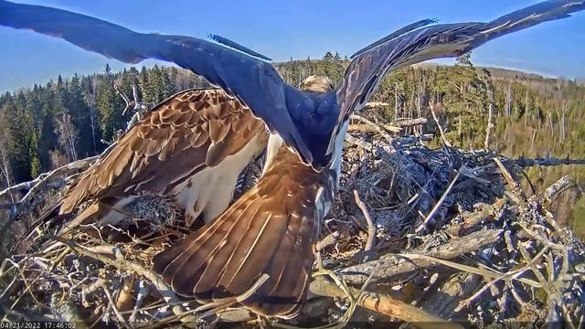 Скопа Иво и Ирис. Рыба для Ирис (Эстония) - Osprey Ivo and Iris. Fish for Iris (Estonia) смотреть онлайн