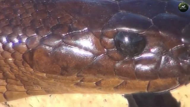 Самые ОПАСНЫЕ хищники земли! смотреть онлайн