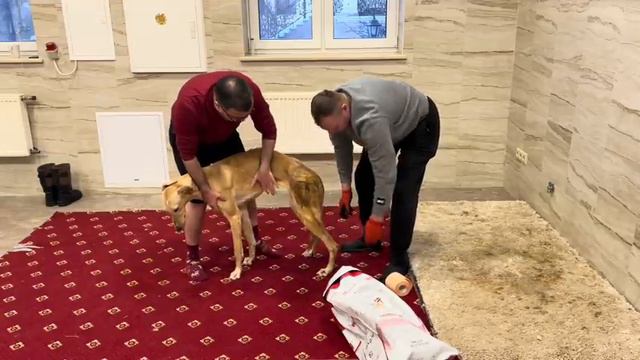 🆘АНАЛИЗЫ🆘…РЕАБИЛИТАЦИЯ…⚠️18➕⚠️…ПРОЦЕДУРЫ…ДОМА…РУССКАЯ БОРЗАЯ…#grafbalas #russia #dog смотреть онлайн