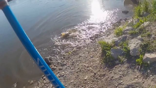Бешеный клев огромного сазана ! Рыбалка в Канаде Delta beach Как поймать карпа ? Карп идет на нерес смотреть онлайн