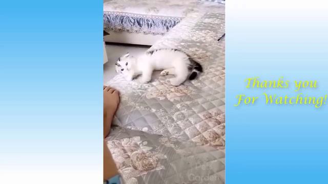 Я ПЛАКАЛ! #20 Подборка приколов домашних животных! Смешные коты #приколы #коты Pets Garden Cute Pet смотреть онлайн