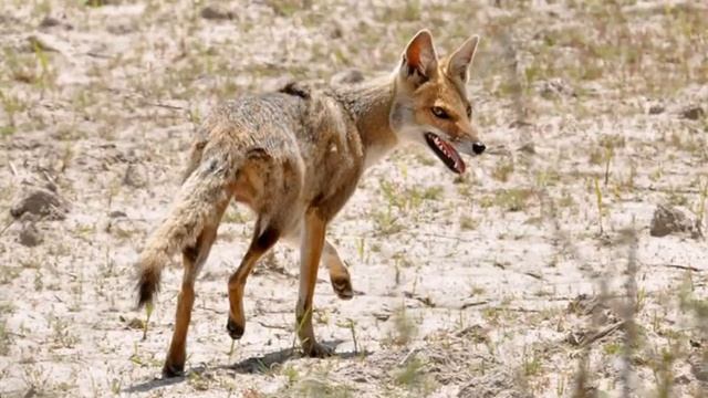 Хищники. Семейство псовых. смотреть онлайн