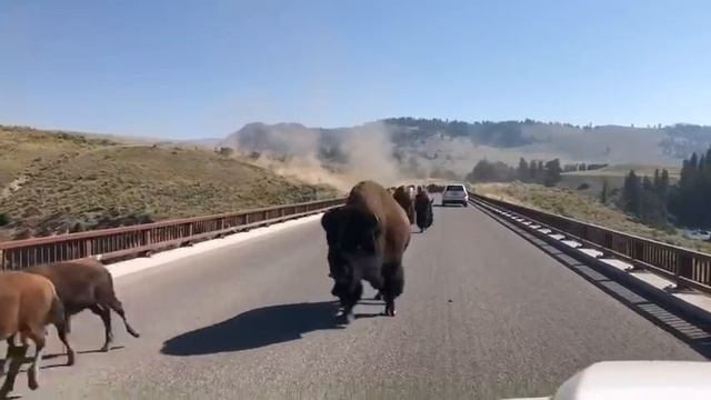 Bison Stampede Yellowstone  (For Licensing Or Usage, Contact Licensing@viralhog.com)