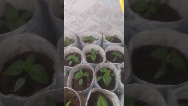 Очень удобная самодельная Лейка для полива рассады смотреть онлайн