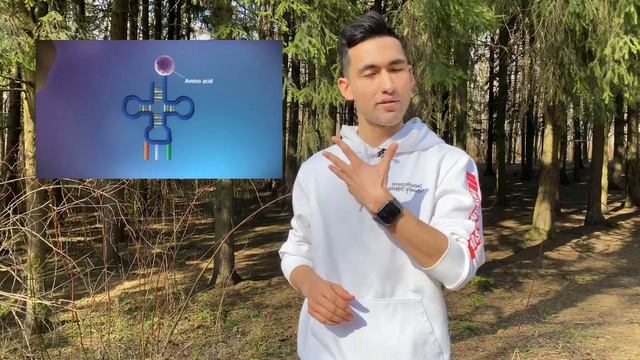 БИОСИНТЕЗ БЕЛКА (Биология - подготовка к ЕГЭ) смотреть онлайн