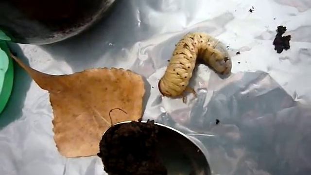 Личинки жука-носорога смотреть онлайн