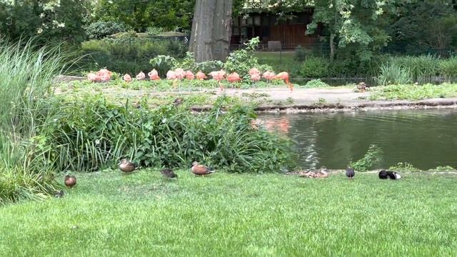 Zoo Köln -Кёльнский зоопарк(Германия)