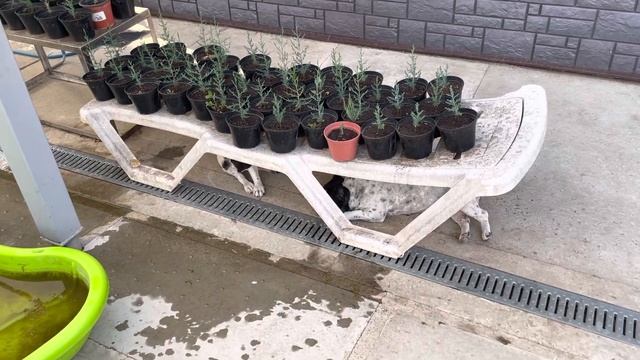 Французские бульдоги встречаются с змеёй… смотреть онлайн