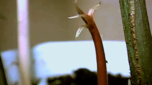 Росток манго смотреть онлайн