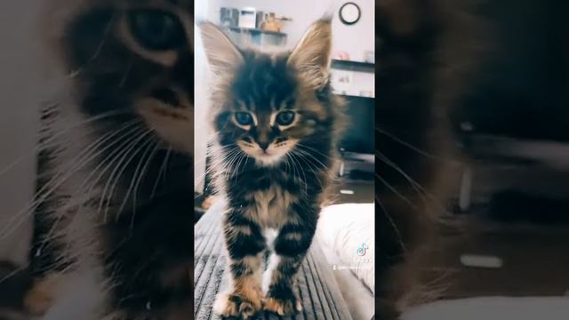 кошечка породы мейн кун смотреть онлайн