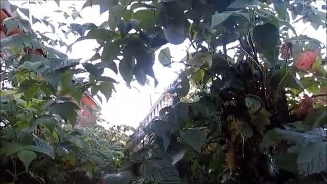 разговор кур утром смотреть онлайн