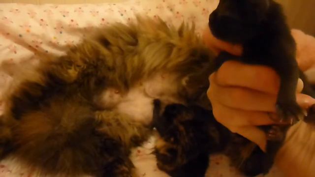 Pansy's Two Day Old Black Persian Girl Kittens смотреть онлайн