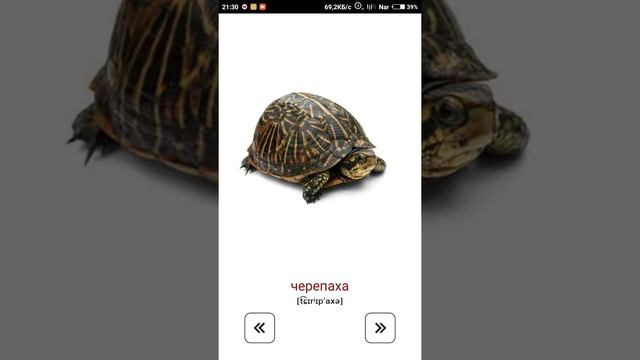 Дикие животные смотреть онлайн