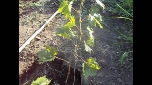 Уход за виноградным кустом в год посадки