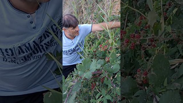 Собираем ежевику ☺#анапа #высокийберег смотреть онлайн