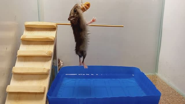 добудь еду или умри! Испытание для хомяков #1 Пинки и Брейн смотреть онлайн