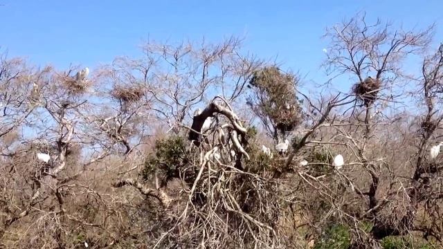 Камарг смотреть онлайн