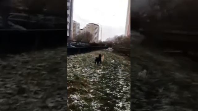 Кане Корсо и друзья! Привет из дома от Конфетки смотреть онлайн