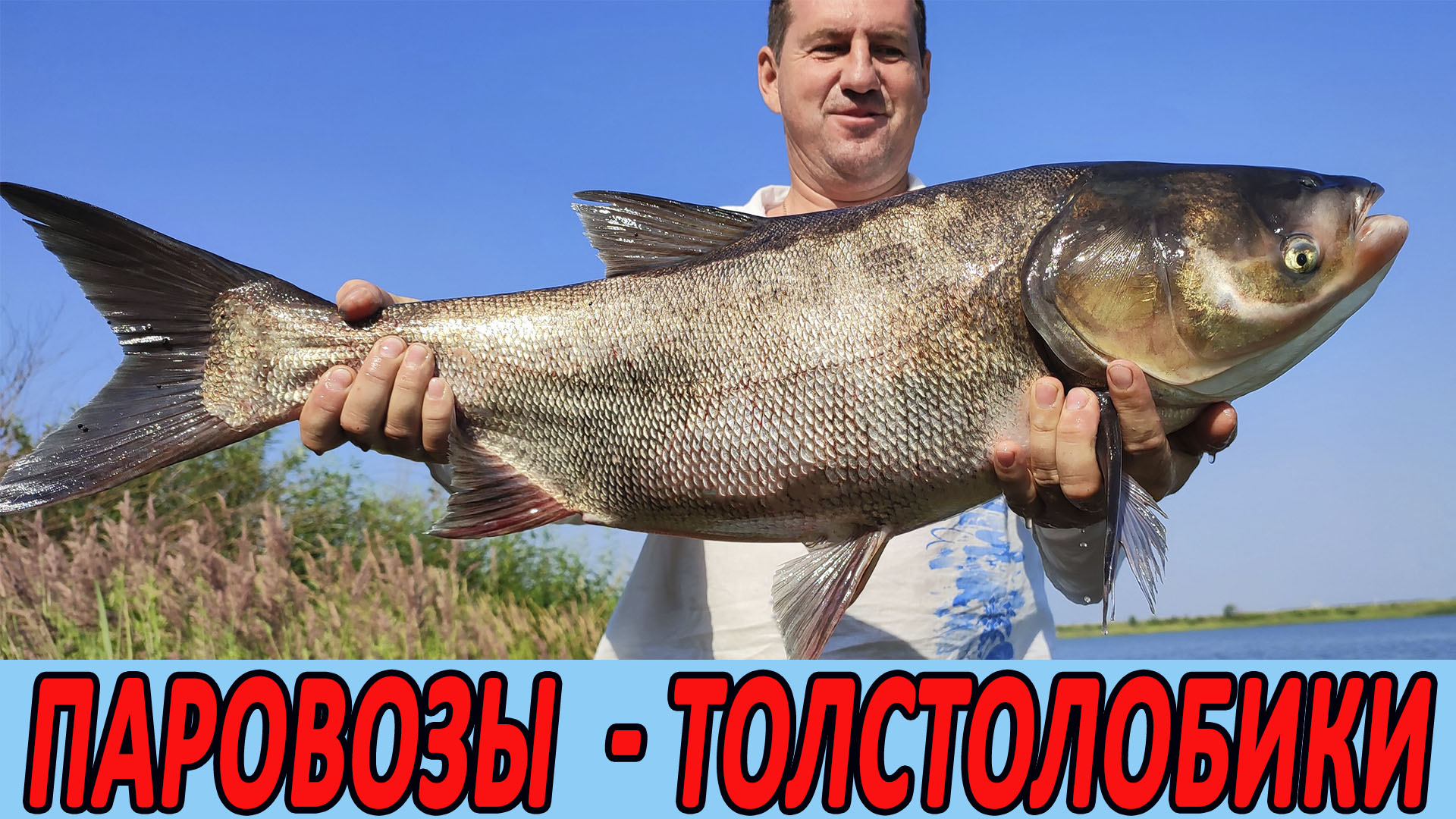 ДИКИЕ ПАРОВОЗЫ #ТОЛСТОЛОБИКИ. Карп на фидер смотреть онлайн