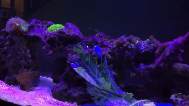 Harlequin shrimp : hiding in his new home смотреть онлайн