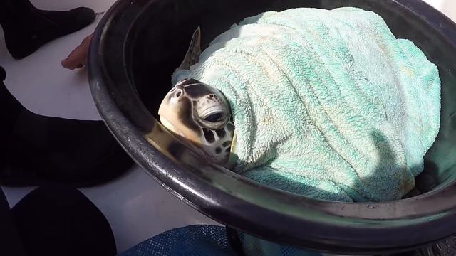 Turtle release - Atoll Marine center смотреть онлайн