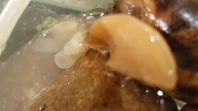 Выпадение желудка у улитки Архахатина sp. смотреть онлайн