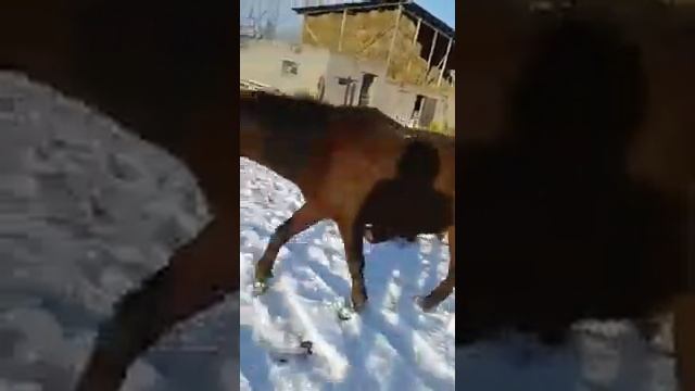 Лошадь не хочет бегать смотреть онлайн