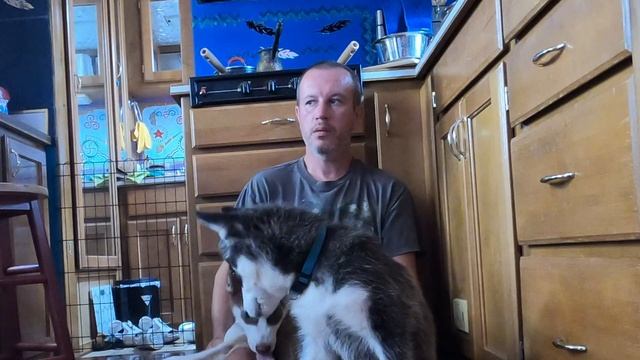 Сибирские Хаски воспитание щенков смотреть онлайн