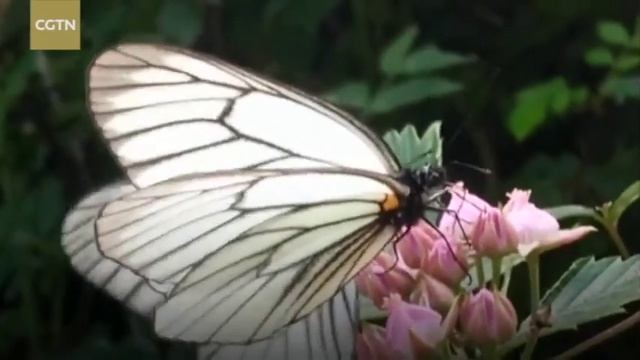 Бабочки-капустниц смотреть онлайн