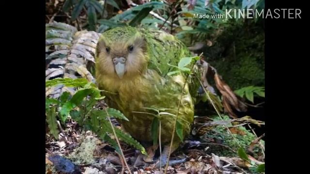 Kakapo Parrot Fully Explained