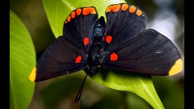 Бабочки-фантазии  -  Butterfly Fantasy