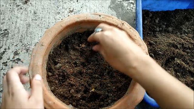 Ranunculus | Persian Buttercup Bulbs | How To Plant and Grow ? | With Updates | Whimsy Crafter смотреть онлайн