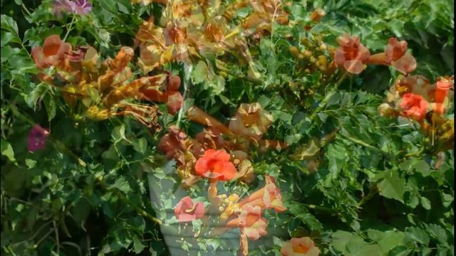 Кампсис красивая лиана слайд шоу Kampsis flowers смотреть онлайн