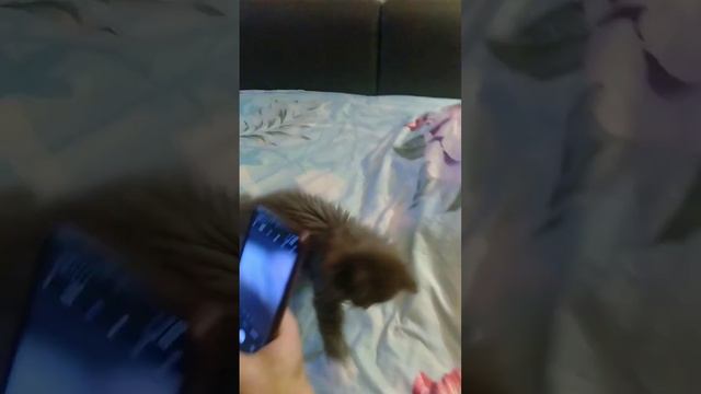 хотели сделать фото, а чуть не сьела телефон))) смотреть онлайн