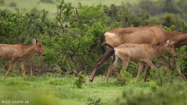 4K African Wildlife: What Happen Next in Nature | Wildlife Secrets - Relaxing Nature In 4K#6 смотреть онлайн
