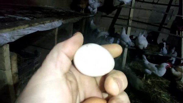 Леггорн начали нести яйца!!!