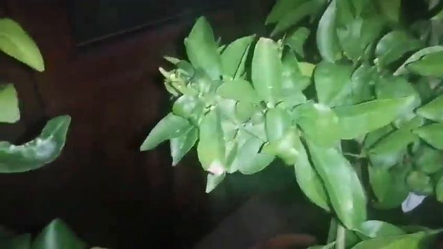 Влогмас!!!!Лимон-Амоа8-Мандарина-Отглеждане на цитруси и екзотики смотреть онлайн