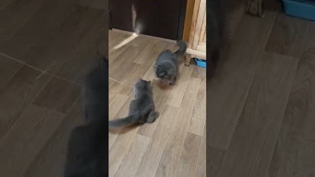 Дымчатые котята_6 смотреть онлайн